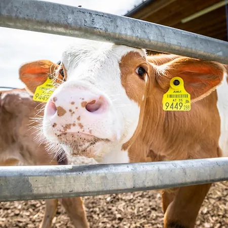 Schlagerbauer Biohof Σπίτι διακοπών